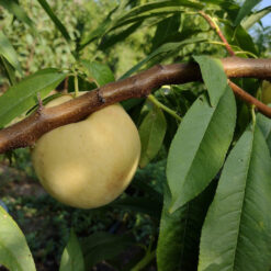 персик Айс Пич 2- х летний