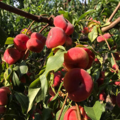 Инжирний персика  Сатурн