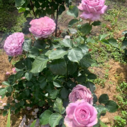 Саджанець чайно-гібридної троянди « Каорі"