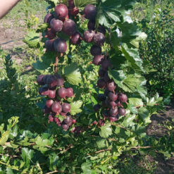 Саджанець крижовніка « Аристократ"