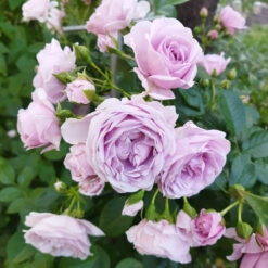 Саджанець чайно-гібридної троянди «Наутіка "