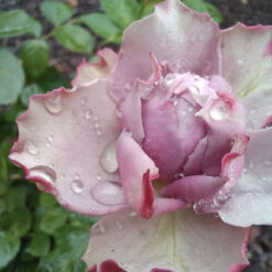 Саджанець чайно- гібридної ТРО «»Новаліс"