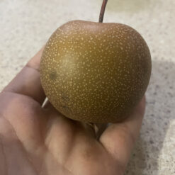 Саджанець азіатської груші «Кокосуі"