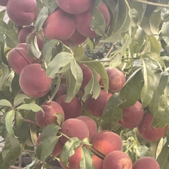 персик Роял Джым