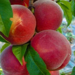 персик Лаурол