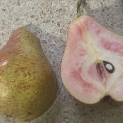 Саджанець червономʼясоі груші « Генерал"