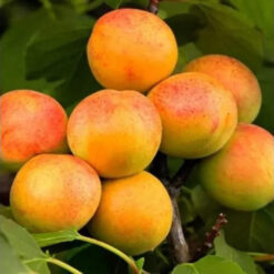Сажанец абрикоса Персиковый