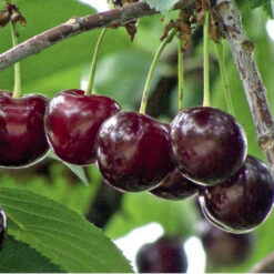 Сажанец вишни « Шпанка"