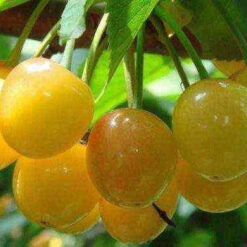 Сажанец черешни желтой « Дрогана желтая "