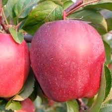 Спартан  2-х летка