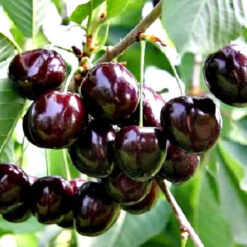 Сажанец черешни  Сем