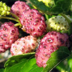 Сажанец шелковыци Рожеве диво