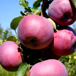 Вильямс прайд