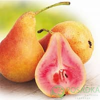 Саджанець червономясоі груші «Весільна"