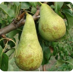 Саджанець груші «Конференція"
