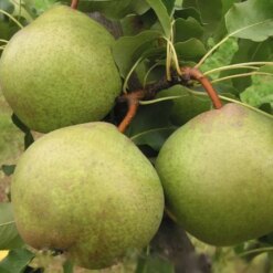 Саджанець груші « Парижанка"