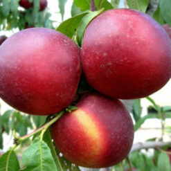 Сажанец нектарина  Фантазия