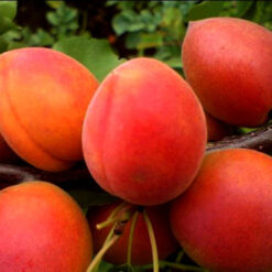 Сажанец абрикоса « Робада"