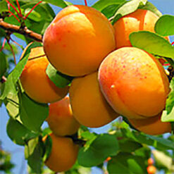 Сажанец абрикоса « Сирена "