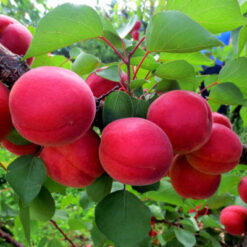 Сажанец абрикоса « Рубиста "