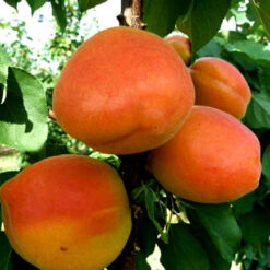 Сажанец абрикоса « Вандер кот "