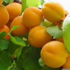 Сажанец абрикоса « Самбурский»