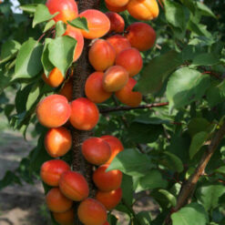 Саджанець колоновидного абрикоса « Зірковий "