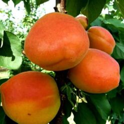 Сажанец абрикоса Фаркло