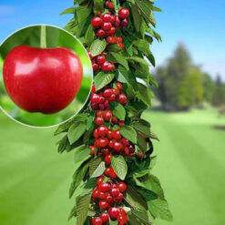 Саджанець колоновидноі черешні « Роял Хелен"