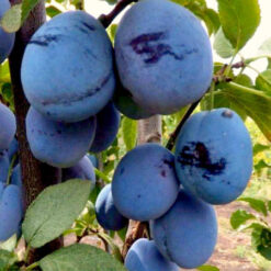 Саджанець сливи « Топ фіт "