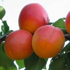 Сажанец абрикоса « Вондер кот "