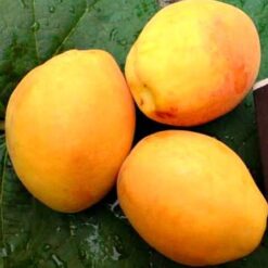 Сажанец абрикоса « Ананасовий "