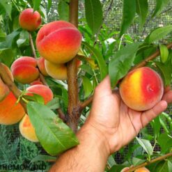 Персик Редхейвен