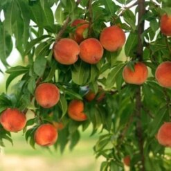 персик  Кардинал