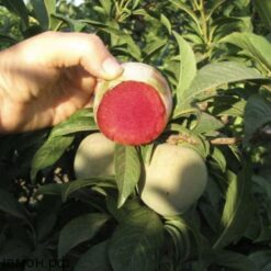 Диплоидная слива «Флавор Суприме"