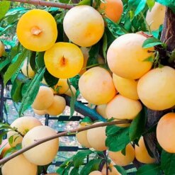 Априум (сливово-абрикосовый)