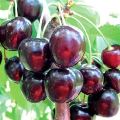 Сажанец черешни « Валерий Чкалов"