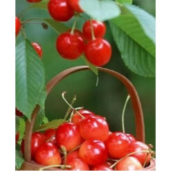 Сажанец черешни Любава