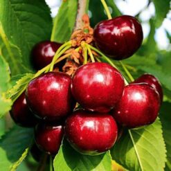 Вишня Десертная