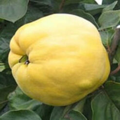 Сажанец айвы Яблучной