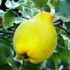 Сажанец айвы Грушовидна