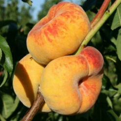 Инжирний персик  Бельмондо