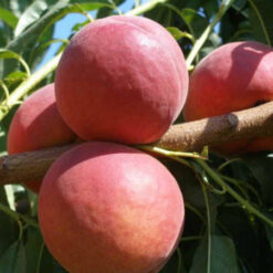 персик Роял Прайд