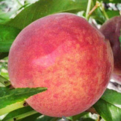 Персик Подарок Севастополю