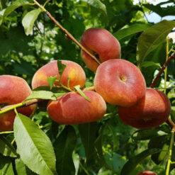 Инжирний персик  Уфо -4