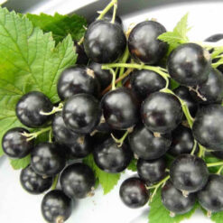 Саджанець смородини « Ювілейна Копоня"