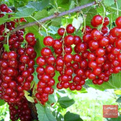 Смородина Натали