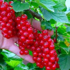 Сажанец смародины красной Ровада