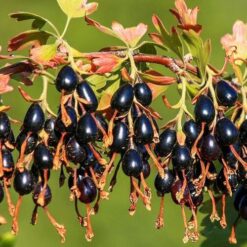 Золотистая Смородина Саджанец