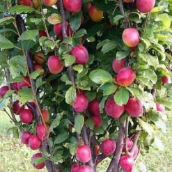 Сажанец колоновидной сливи "Империал"